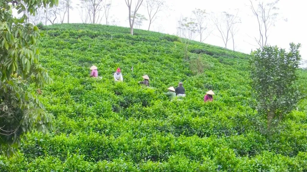 Felicia City Bình Phước