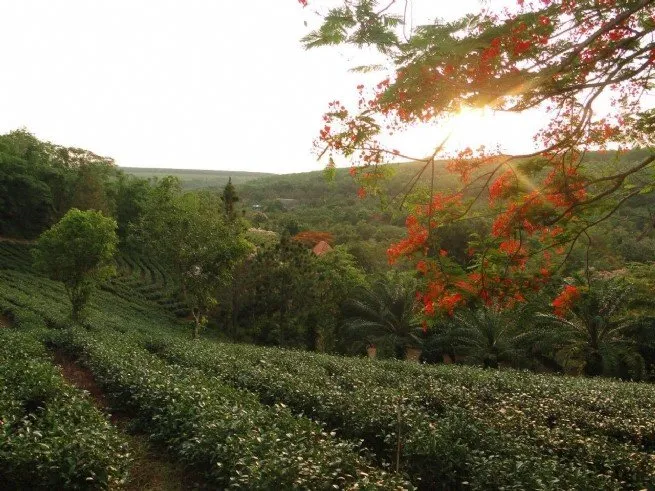 Felicia City Bình Phước